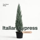 Italian Cypress