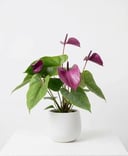 Anthurium Purple 