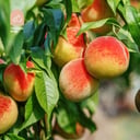Peach Tree