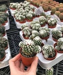 Mammillaria Gracilis