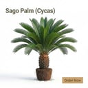 SAGO PALM (CYCAS)