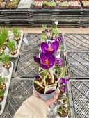 Dutch Crocus