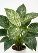 Philodendron Birkin