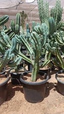 Bilberry Cactus