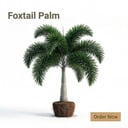 FoxTail Palm