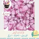 فراشات الويفر زهري