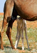 رضاعه الحوار