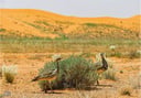 الحباري بالدهنا