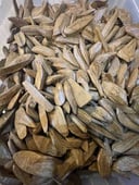 الاسطورة عود مروكي طبيعي محسن بيور 