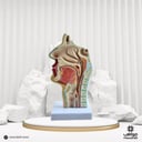 نموذج الحنجرة