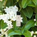 Scentique White Flora