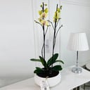 Phalaenopsis Plant No.16793