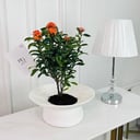 Chinese ixora Plant No.16879
