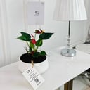 Anthurium Plant No.16766