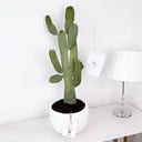 Cactus Plant No.17932