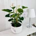 Anthurium Plant No.16767