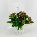 نبات الهيدرنجا رقم.9530