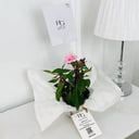Impatiens Plant No.18165