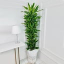 Dracaena lemon lime Plant No.18160