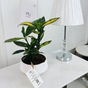 Aucuba japonica Plant 40 cm No.16722