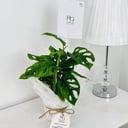 Monstera deliciosa Plant No.17919