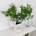 Myrtle Plant No.18150