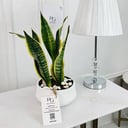 Sansevieria Plant No.16700