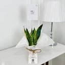 sanseveria Plant No.17891