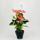 نبات انتوريوم رقم.9814-551