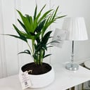 Dypsis Lutescens Plant No.16778