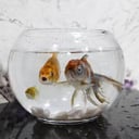 Zina Aquarium with Golden Fish and Sortdale 02