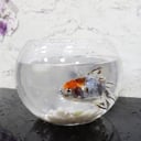 Ornamental fish tank with a surtdale fish 02