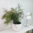 Firecracker Plant No.16878