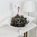 Tradescantia Pink Plant No.16338