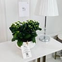 Kalanchoe Plant No.16708