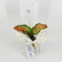Aglaonema No.9570