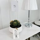 Cactus Plant No.16728