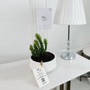 Eve's Needle Cactus Plant No.16704