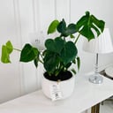 Monstera deliciosa Plant No.16776