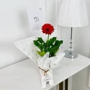 Barberton daisy Plant/gerbera Plant No.17894