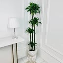 Dracaena dorado Plant No.17928