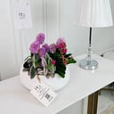 Hyacinth and Tradescantia nanouk and Kalanchoe Plant No.16900