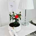 Rosa Plant No.16711
