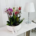 Phalaenopsis Plant No.16782