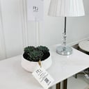 Echeveria Plant potsize 8cm, height 15cm: No.16709