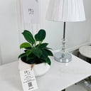 نبات فيكوس مطاطية 12ø 40 سم رقم.16800
