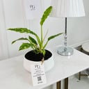 Spathiphyllum Plant No.16795