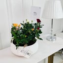 Rosa Plant No.16755
