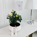 Rosa Plant No.16741