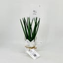 Sansevieria No.11387